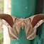 Saturniid moth
