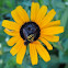 Hoverfly