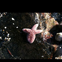 Common sea star