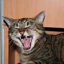 Cat (Katze)