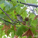 Spotted Flyspotter