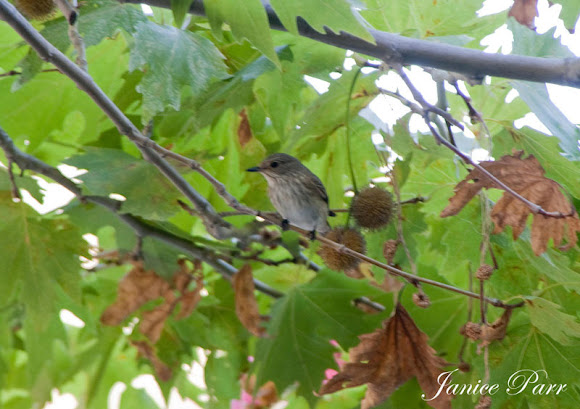 Spotting Image 1