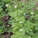 garlic mustard