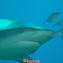 Caribbean Reef Shark