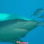 Caribbean Reef Shark