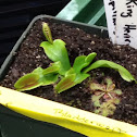 Venus Fly Trap