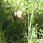 Fairy Lantern