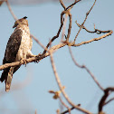 Crested Hawk Eagle