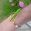 Katydid