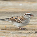 Chipping Sparrow