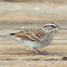 Chipping Sparrow