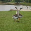 Brown Chinese Geese