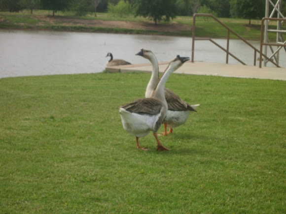 Spotting Image 1