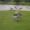 Brown Chinese Geese