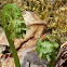 Ostrich Fern