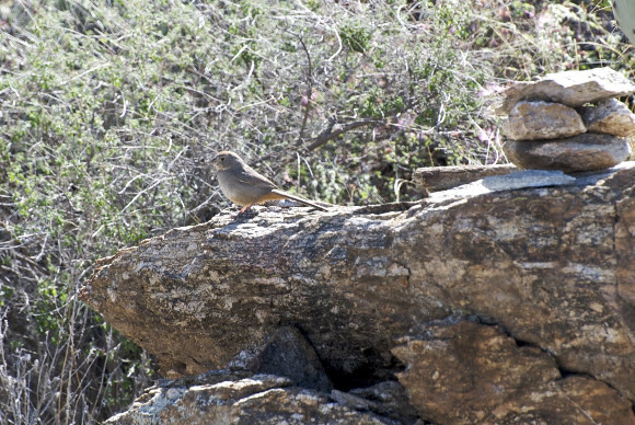 Spotting Image 1