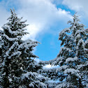 Snow covered Douglas Fir