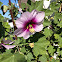 Tree mallow