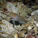 Randall's Shrimpgoby