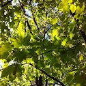 Maple Tree