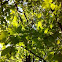 Maple Tree