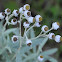 Pearly Everlasting