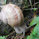 Land Snail