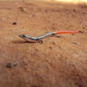 Dotted Writhing Skink(Juvenile)