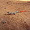 Dotted Writhing Skink(Juvenile)