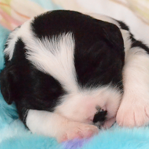 World of Dogs.apk 1.0.1