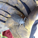Giant water beetle (bug)