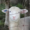 Domestic Sheep