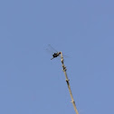 Black Saddlebags