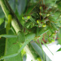 Praying Mantis