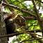 Red squirrel