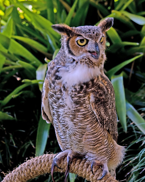 great horned owl face side view