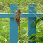 Olive-backed Sunbird nest