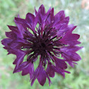 Cornflower,   Bachelor's Buttons