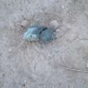 pellet