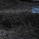 Raccoon 
