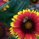 Honey bee