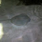 Reticulated Whipray