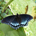 Red-Spotted Purple