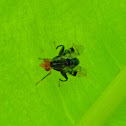 unidentified fly
