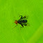 unidentified fly