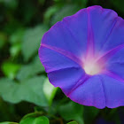 Morning Glory