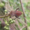Shield bug