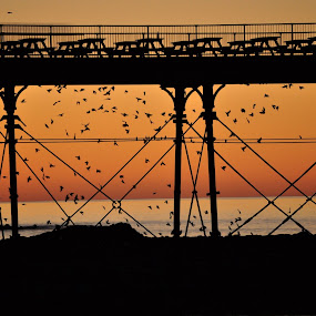 starlings at sunset by Hannah Rugg - Landscapes Travel