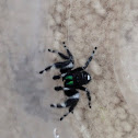 Bold Jumping Spider