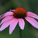 Purple Cone Flower